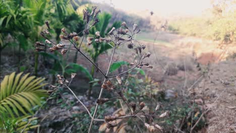 countryside scene with dried wildflower branch in foreground