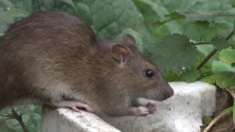 una gran rata marrón adulta, rattus norvegicus, también conocida como rata de alcantarillado y rata común