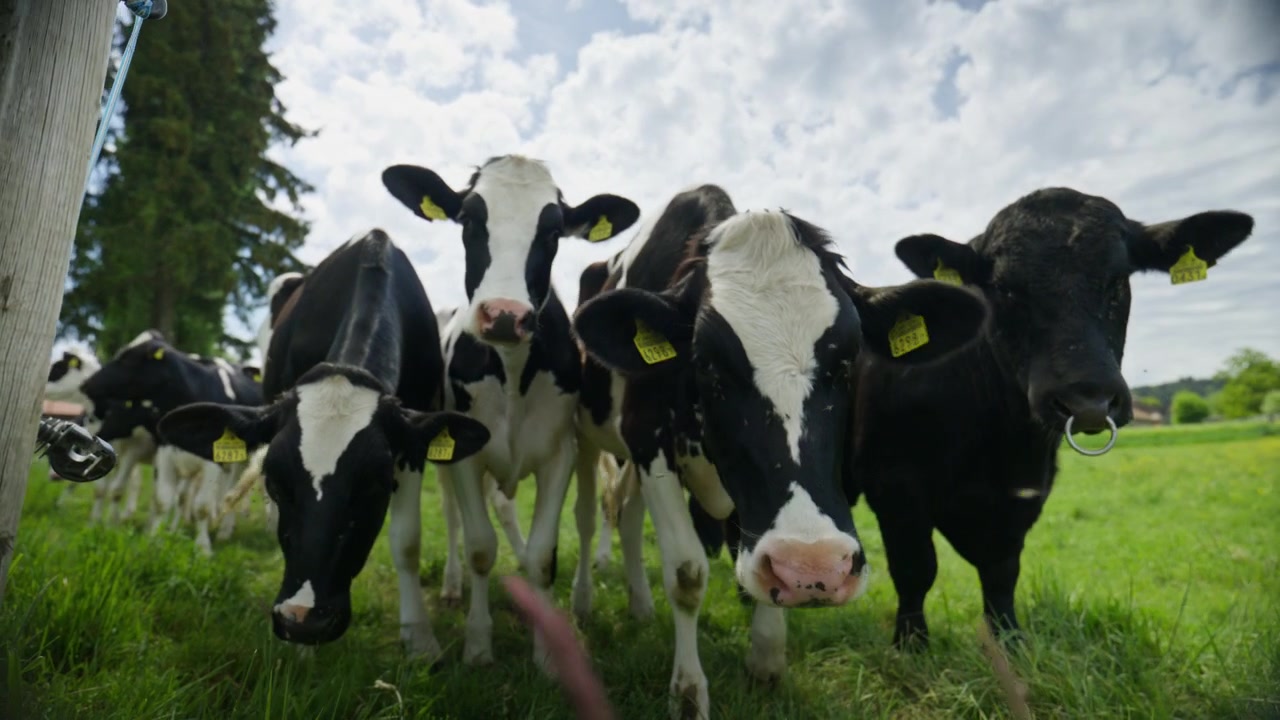 Low angle cinematic shot of curious Swiss cows approaching the camera in a green pasture near Jaunpass in the Gruyere region of Switzerland under dramatic spring skies.