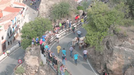 herd of oxen on a mountain road in ayna, albacete