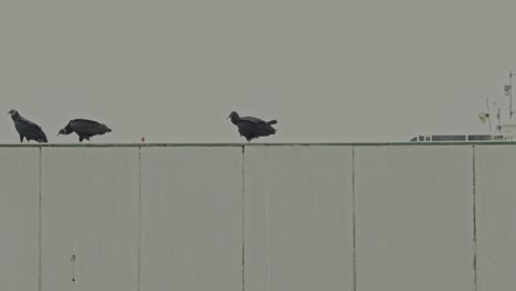 three vulture jumping on a rooftop lima peru