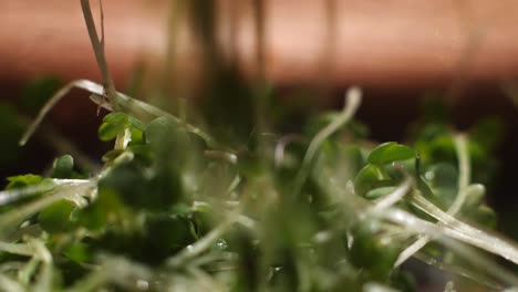 close-up of microgreens