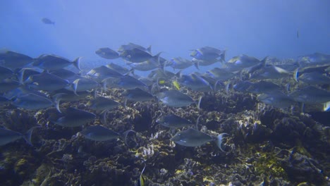 camera pans across the coral reef while a school of unicorn fish swims by