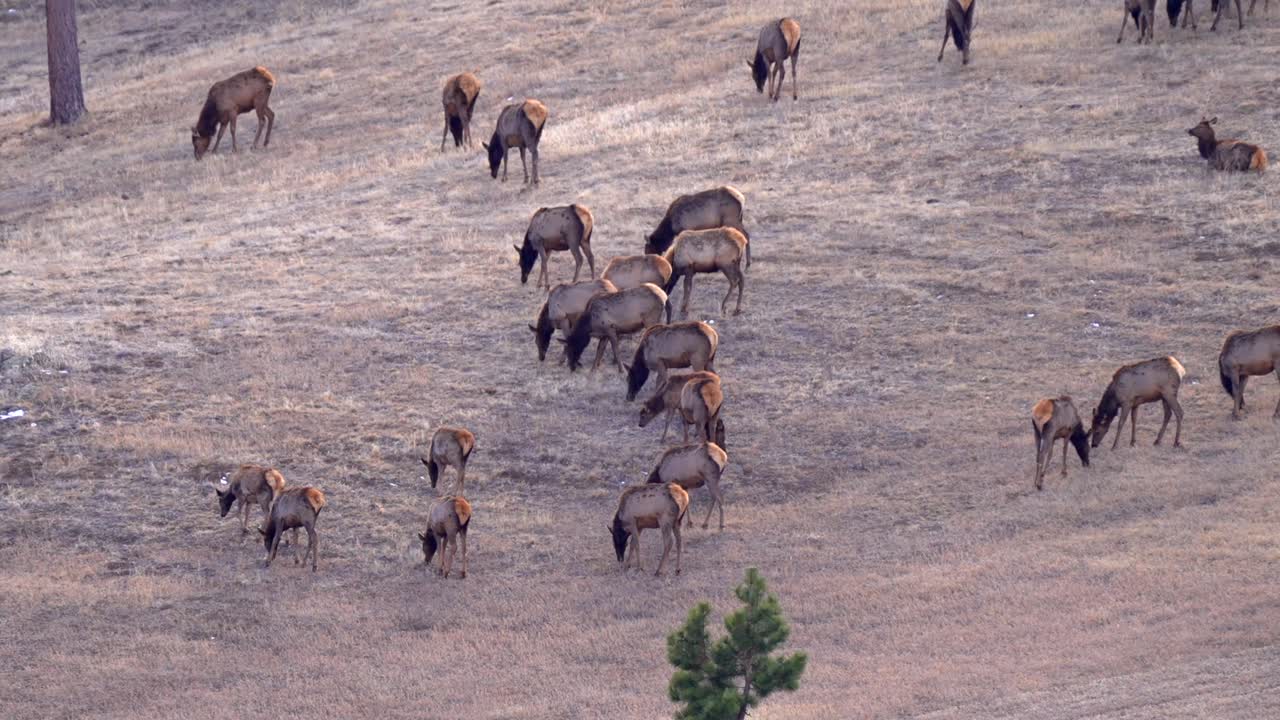 manada de alces en la ladera de la montaña, tiro ancho estático