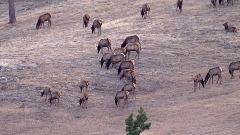 Herd-of-Elk-on-Mountainside,-Static-Wide-Shot