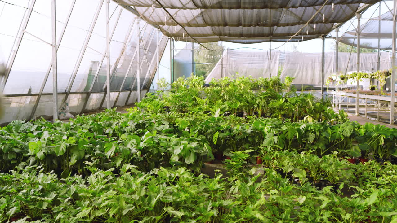 In greenhouse, lush green plants thriving, showcasing vibrant growth and vitality