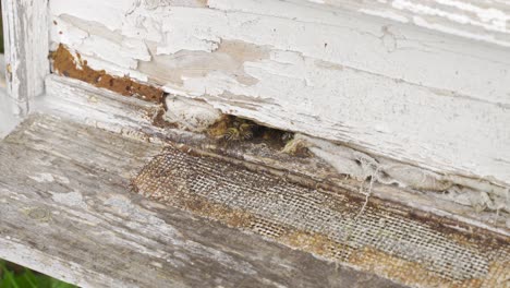 beehive entrance close-up.