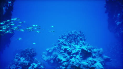 underwater coral reef with fish