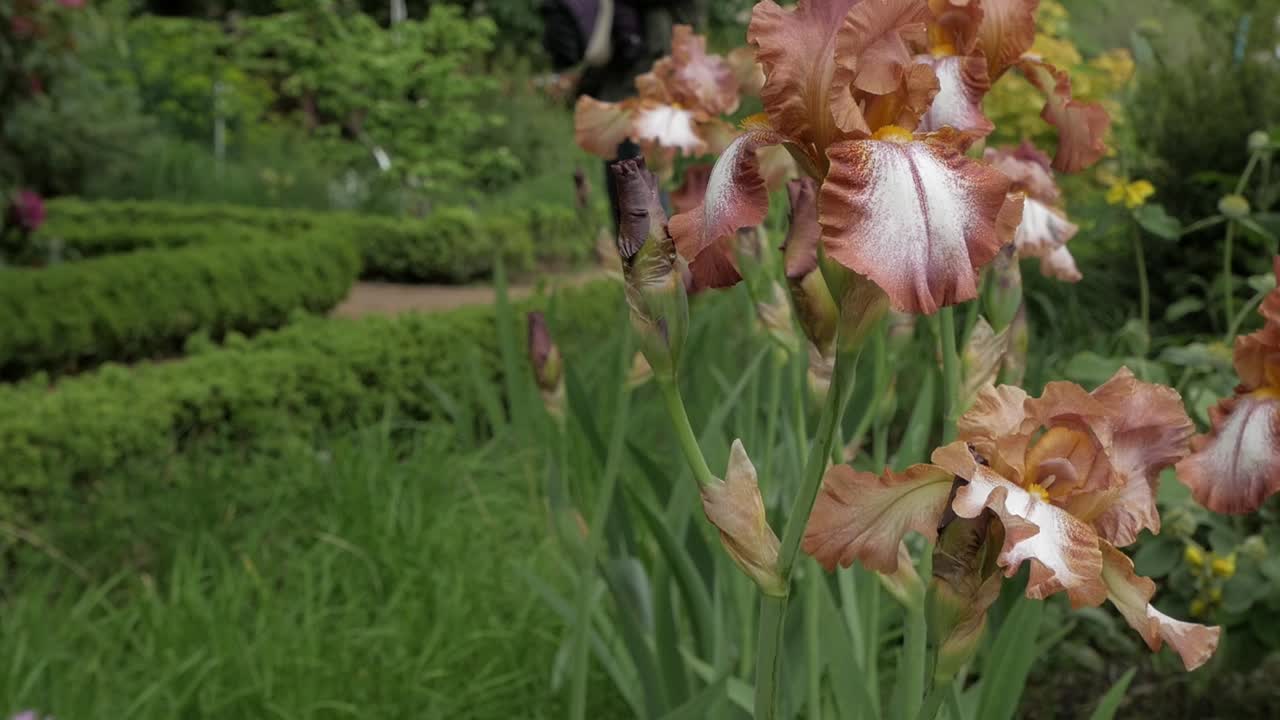 Bellissimi fiori di iris sbocciano vivacemente in un tranquillo ambiente da giardino.