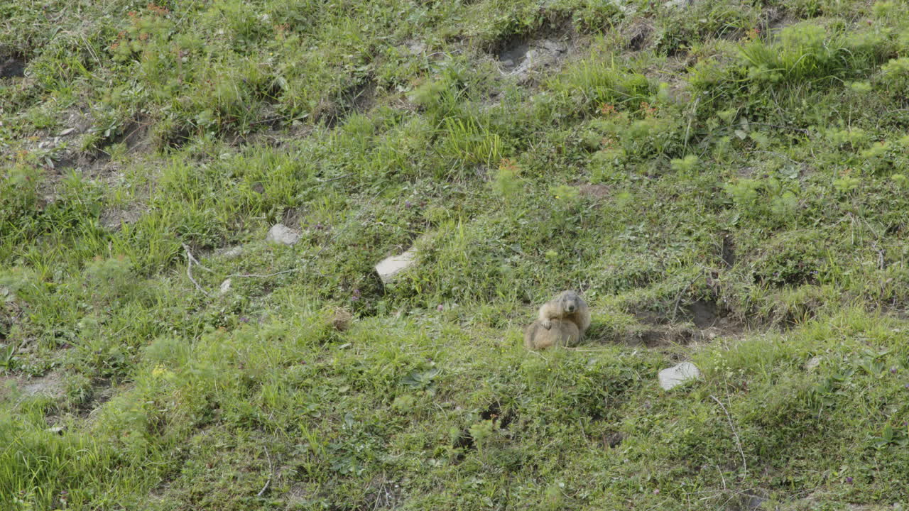 마르모트는 스스로 청소하고 있습니다.