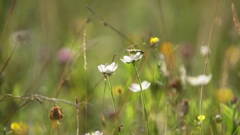 Grüne-Grille,-Die-Distel-In-üppiger-Blumenwiese-Erforscht