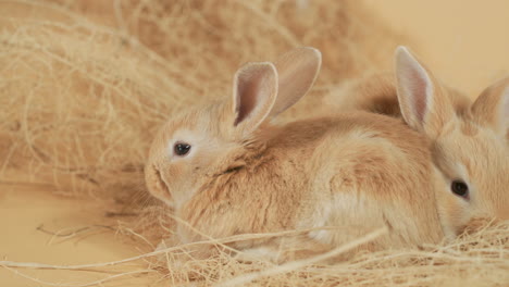 cute foxy baby rabbit lying very cozy in the straw nest among litter - high angle close up shot