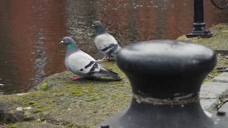 Palomas-Junto-Al-Borde-De-Las-Aguas-Del-Canal