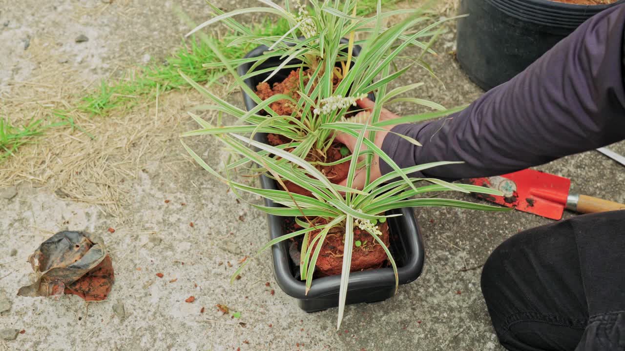 Primo piano delle mani che posizionano una pianta verde e frondosa in una fioriera durante il rinvaso su un patio in pietra nel cortile. Giardinaggio in vaso fai da te e cura delle piante