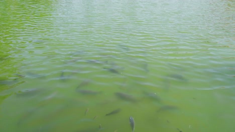 a school of fish swimming and feeding in a green pond, top view