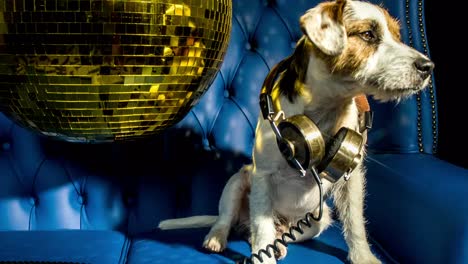 Dog-Gold-Disco-4K-04