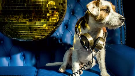 disco de oro de perro 4k 04