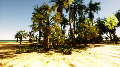 a beautiful tropical beach with palm trees and blue sky