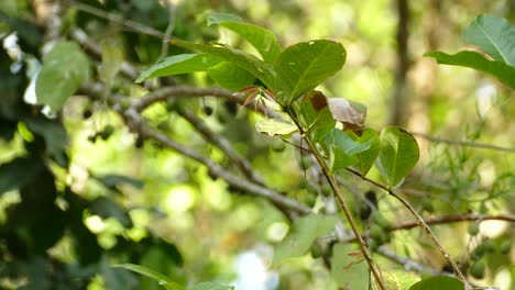 Close-up-shot-of-exotic-black-yellow-colored-bird-sitting-on-branch-and-flying-away-during-beautiful-sunny-day