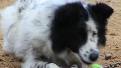 spotted white dog with black around the eye and his toy ball