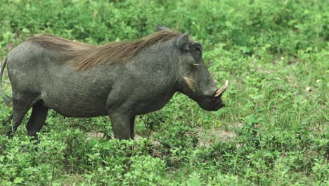 Wildschwein-Steht-Da-Und-Wedelt-Mit-Dem-Schwanz