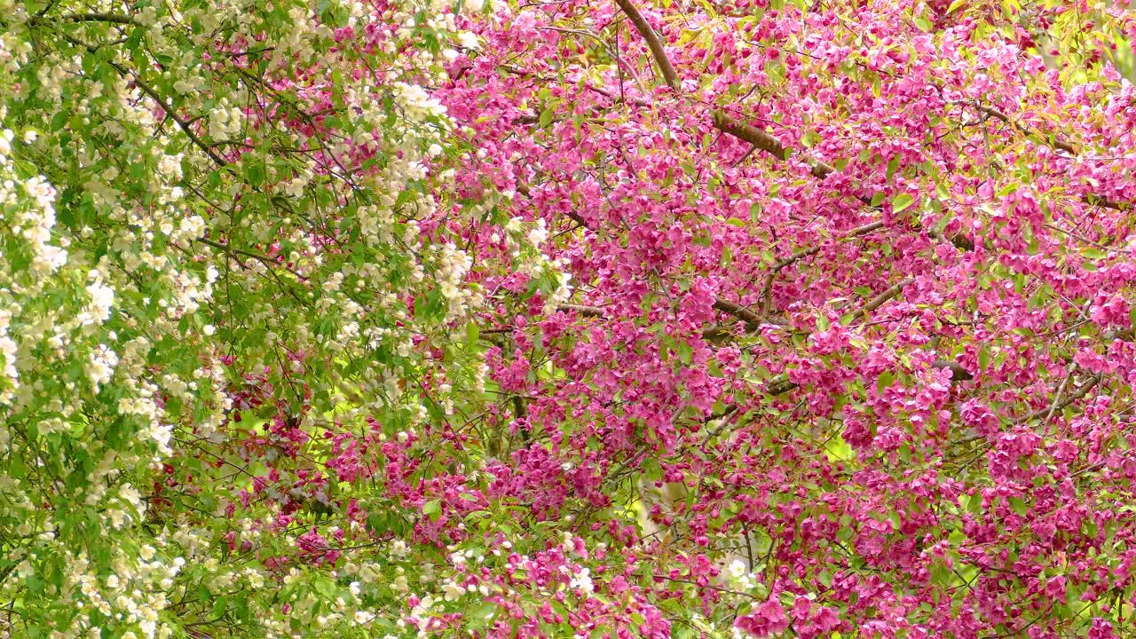 Birds Hopping Branches Behind Colorful Blooming Plants. Static Shot