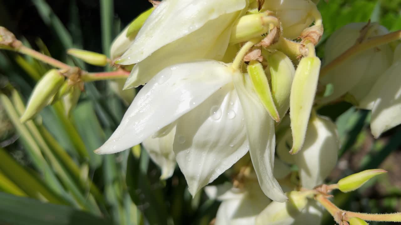 A closeup of a yucca flower with water droplets on it. A blooming Yucca filamentosa variegata. Creamy white blossom.