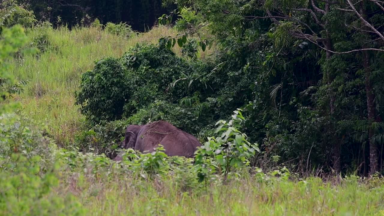 Aasian norsut ovat uhanalaisia lajeja ja elävät myös Thaimaassa