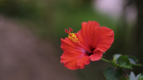 Red-china-rose-flowers-bloomed-on-the-tree