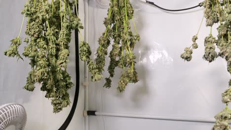 Dolly-shot-of-drying-cannabis-plants-in-a-grow-tent