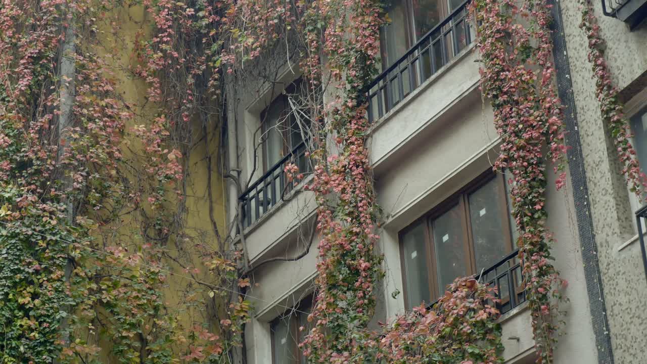 Edificio coperto di edera