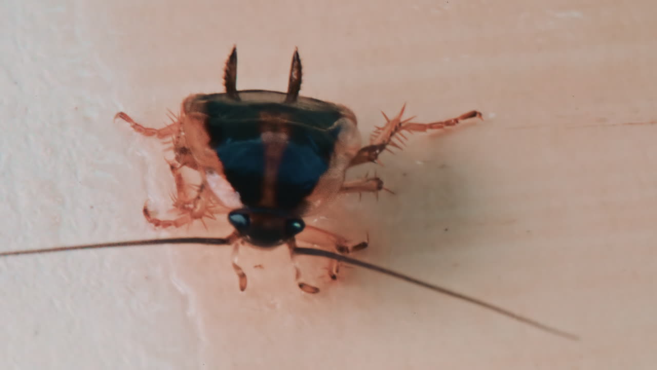 Detailed macro view of a cockroach showing its body texture and movement