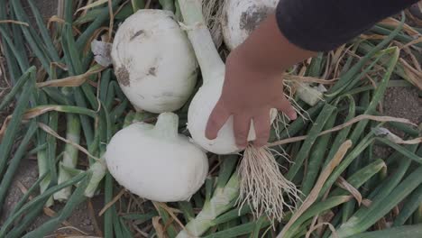manojo de cebollas orgánicas maduras frescas en la mano de un agricultor en una granja