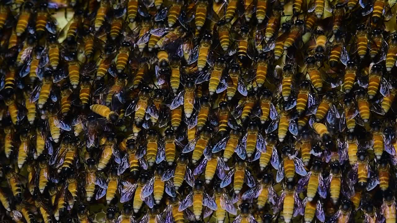 se sabe que las abejas melíferas gigantes construyen grandes colonias de nidos con bolsillos simétricos hechos de cera para almacenar miel como fuente de alimento.