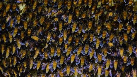 Se-Sabe-Que-Las-Abejas-Melíferas-Gigantes-Construyen-Grandes-Colonias-De-Nidos-Con-Bolsillos-Simétricos-Hechos-De-Cera-Para-Almacenar-Miel-Como-Fuente-De-Alimento.