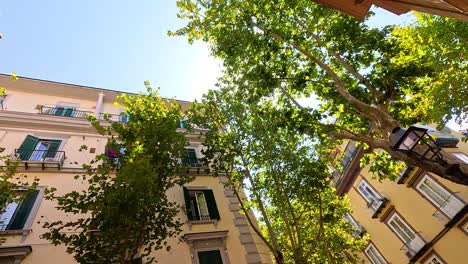 looking up at buildings and trees