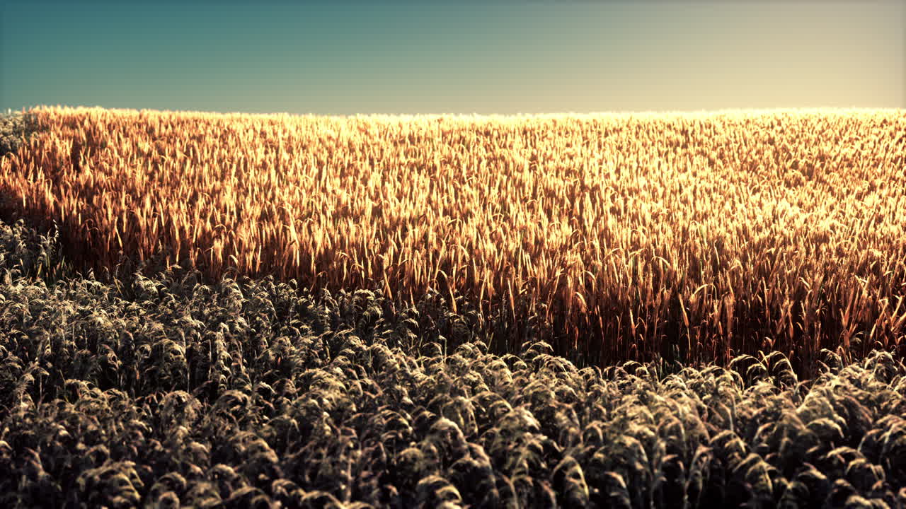 campo de trigo agrícola bajo la puesta del sol