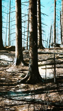 the aftermath of a forest fire: a devastated landscape