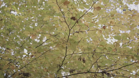 panning around yellow and orange autumn - fall canopy, in slow motion - ungraded