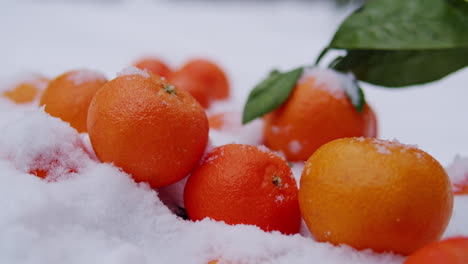 naranjas cubiertas de nieve