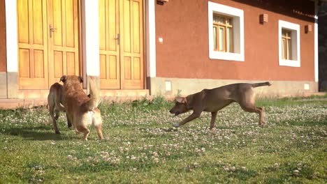 Indie-street-puppies-family-having-a-gala-time-at-Yungay-Peru