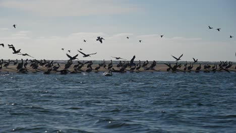 Establishing-shot,-a-flock-of-herons-on-the-costal-bay-of-Adolfo-Lopez-Mateos-Baja-California-sur,-Mexico,-Blue-sky-in-the-background