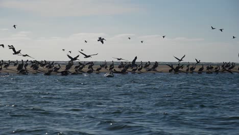 toma de establecimiento, una bandada de garzas en la bahía costera de adolfo lopez mateos baja california sur, méxico, cielo azul de fondo
