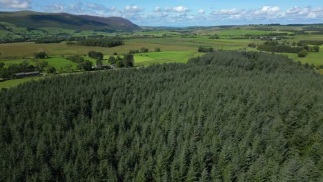 flying down to pine treetops over uniform height pine forest in lush green countryside with distant mountains on summer day