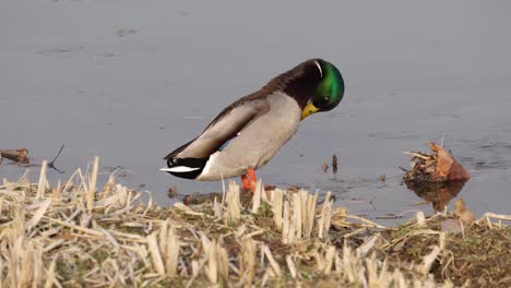 ánade real macho acicalarse las plumas en la orilla del río