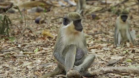 the sabaeus green monkey sitting on the forest floor while her baby is drinking milk in west african monkey park