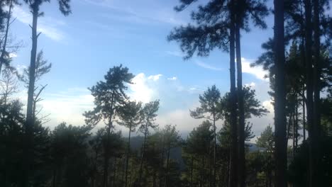 pinos y vista del cielo