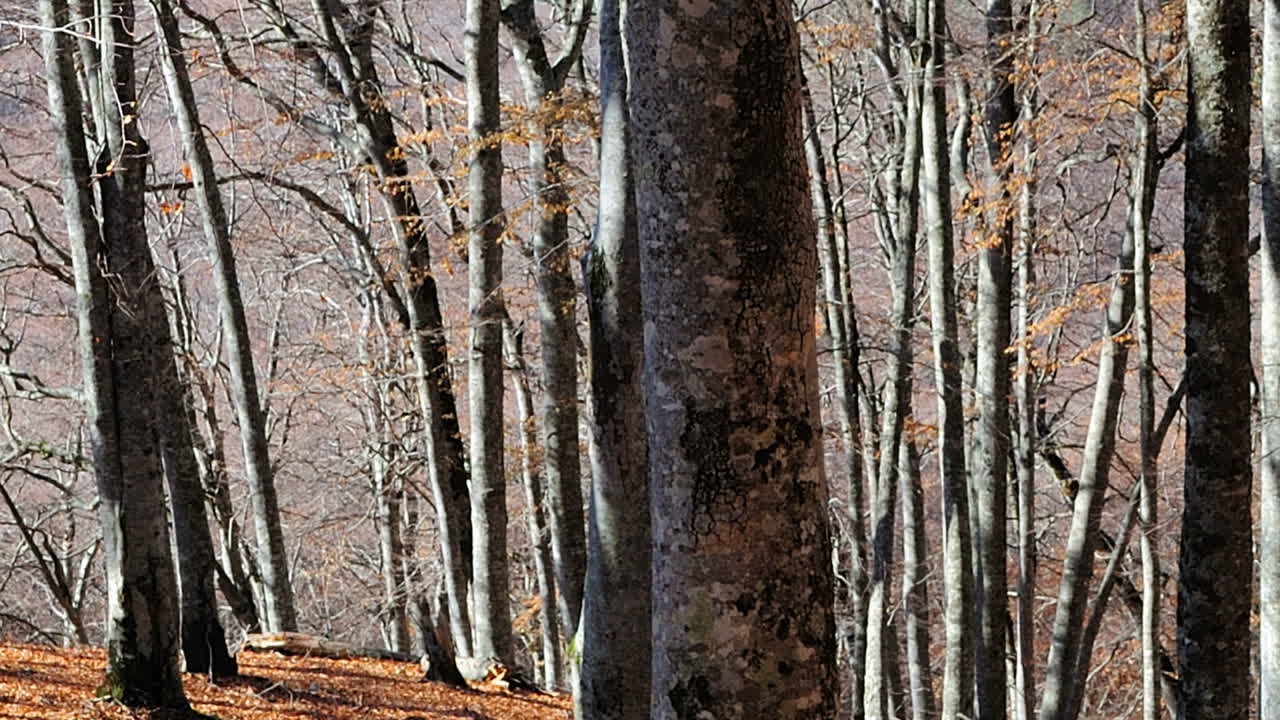 Legno