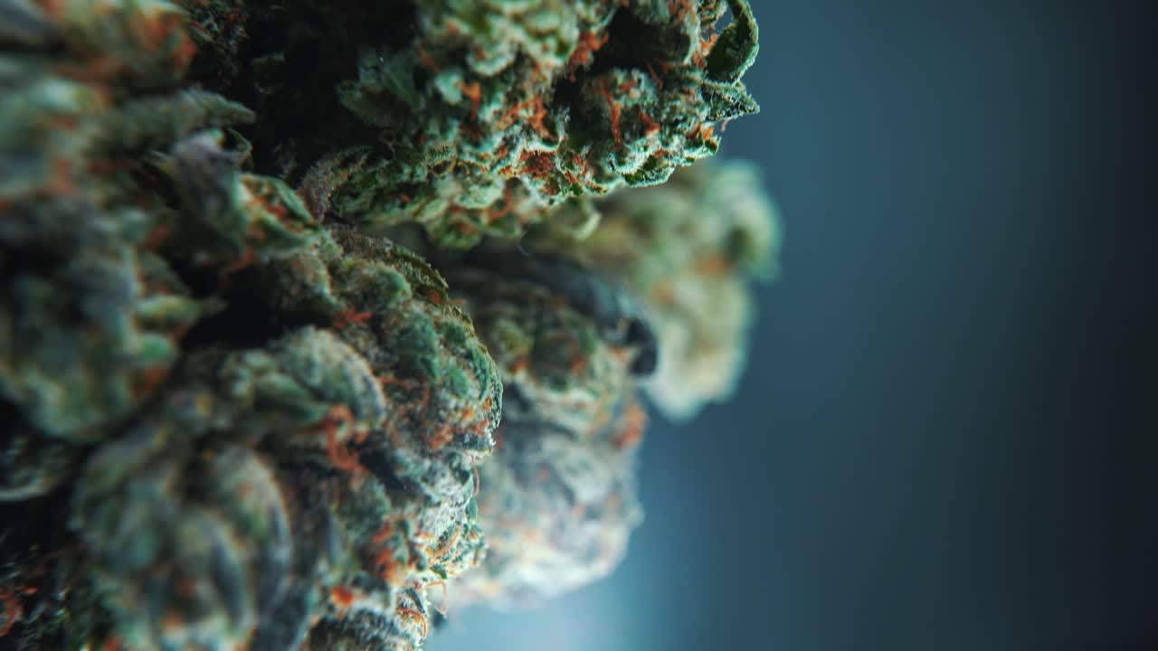A vertical macro close up cinematic shot of a cannabis plant, hybrid strains, Indica and sativa ,marijuana flower, on a 360 rotating stand, slow motion, 4K
