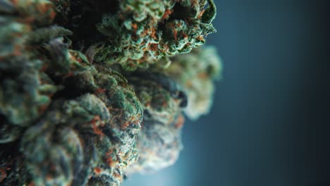 A-vertical-macro-close-up-cinematic-shot-of-a-cannabis-plant,-hybrid-strains,-Indica-and-sativa-,marijuana-flower,-on-a-360-rotating-stand,-slow-motion,-4K